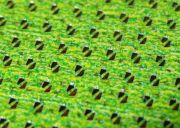 siatka mesh